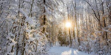 Schneelandschaft