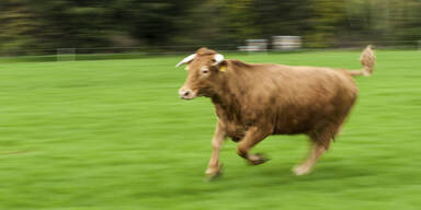 Zwei Stiere beim Verladen ausgerissen - Behörden schlagen Alarm