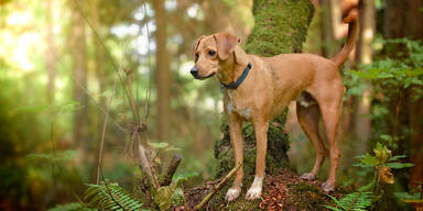 Stadt kontrolliert Maulkorb- und Leinenpflicht bei Hunden zum Schutz von Wildtieren