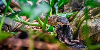 Seltene Schwarzkopf-Buschmeister  im Haus des Meeres