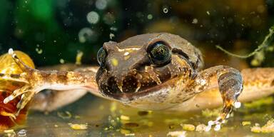 Wolverine-Frosch sorgt für Sensation im Haus des Meeres