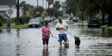 Harvey