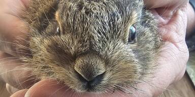 Hasenbaby gerettet.jpg