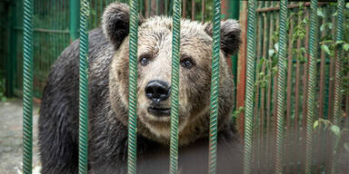 Endlich! MICI ist Niederösterreicherin!