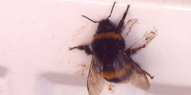 Hummel.jpg