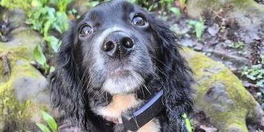 Hunde Tracking in Pasching entwickelt.jpg