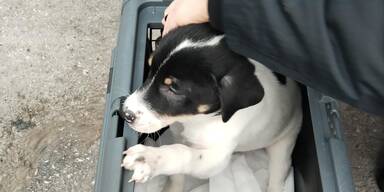 Unter Kühlschrank versteckt: Hundewelpe aus Transporter gerettet