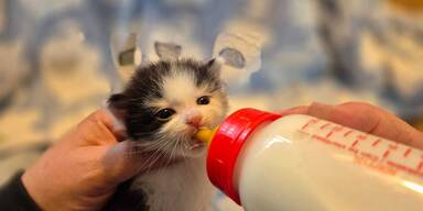 Katzenbaby-Trio ausgesetzt: Besitzer gesucht
