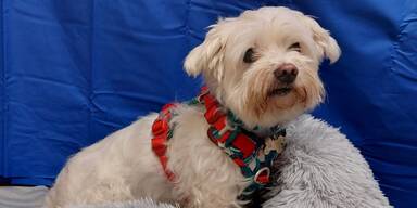 Havaneser Snoopy süßer Hund