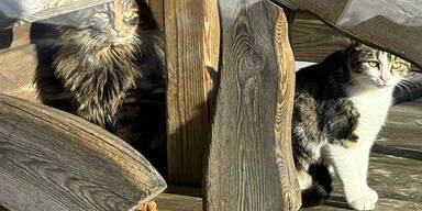 Mager & Unterkühlt: Wieder zwei Katzen von Berg gerettet