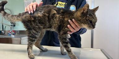 Abgemagerte und verwahrloste Katze entdeckt