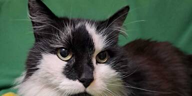 Kater nach 3 Monaten zu Hause