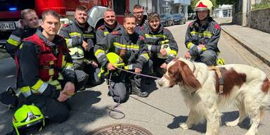 hund gerettet krems