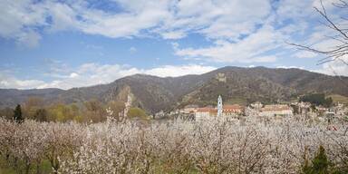 So schön blüht nur die Wachau