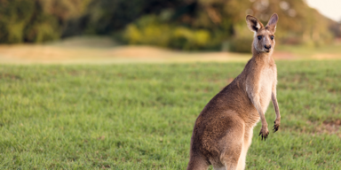 Känguru_Header.png