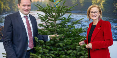 Niederösterreich ist Österreichs Christbaumland  