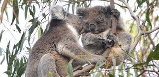 Kangaroo Island Odysseys3.jpg