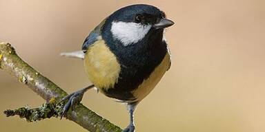 Neuer Teilnehmer-Rekord bei Wintervögel-Zählung