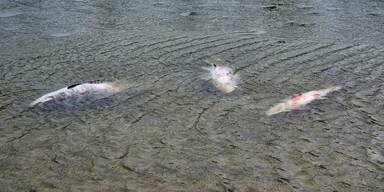 Gutachten legt Gründe für Fischsterben in der Lobau offen