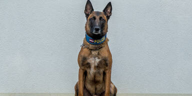 Polizeihund "Loris" findet demenzkranke Vermisste