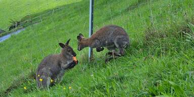 Ausgebüxtes Känguru kehrt freiwillig zurück