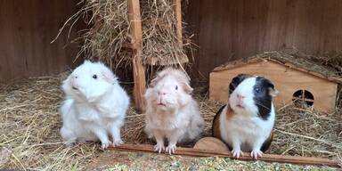 Meerschweinchen WG ÖTV(1).jpeg