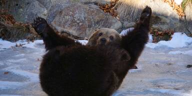 Gerettete Bärin Mici blüht im Bärenwald Arbesbach regelrecht auf