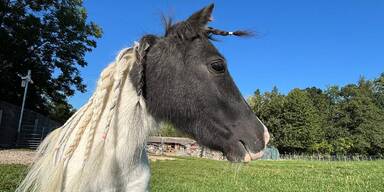 Mini Pony 3.jpg