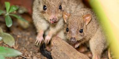 Muttertier und Jungtier Bürstenschwanz-Rattenkänguru (c)Haus des Meeres.jpg