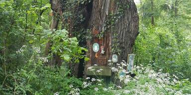 Werden Windräder-Monster den Hochleithenwald zerstören?