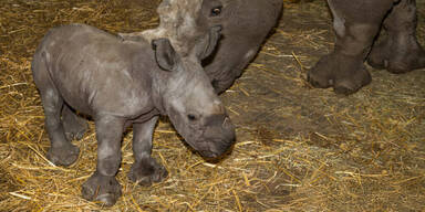 Nashornnachwuchs im Zoo Schmiding.jpg