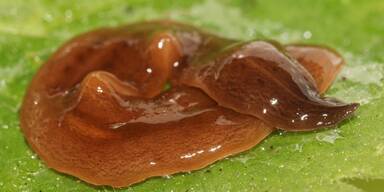 Alarm: "Obama-Wurm" erstmals in Österreich nachgewiesen