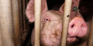 Grausame Misshandlungen in größter Schweinefabrik Österreichs