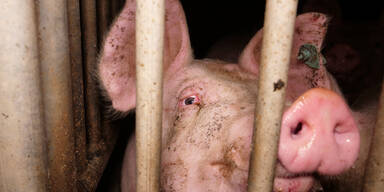 Missstände in Schweinebetrieb: Verfahren eingeleitet