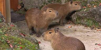 ORF hat neue Capybaras bereits gefilmt 