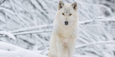 Zoo Schönbrunn startet mit Themenführungen in den Advent
