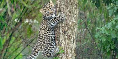 Tiergarten Schönbrunn feiert Zuchterfolg bei seltenen Amurleoparden
