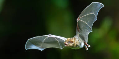 Neues Regenwaldhaus: Tiergarten baut gigantische Fledermausanlage 