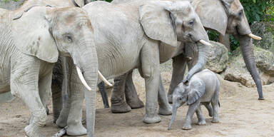 Tiergarten Schönbrunn: Publikumsliebling mit Rüssel nimmt täglich ein Kilo zu