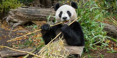 Schönbrunn-Neuheit: Pandas hautnah erleben