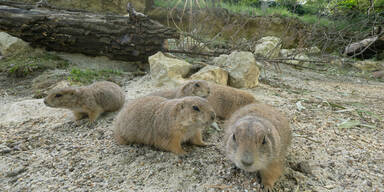 Präriehunde nach Renovierung wieder zu Hause