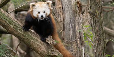 Liebes-Glück in Schönbrunn: Fesches Panda-Mädel für einsamen Junggesellen