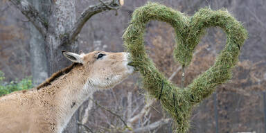 Tiergarten Schönbrunn zeigt zum Valentinstag Liebesleben der Tiere