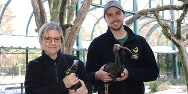 Mit dem Flugzeug nach Spanien: Schönbrunner Waldrappe werden ausgewildert