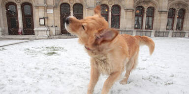 Winterwetter in Wien