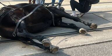 Fiaker-Pferd bricht am Rennweg plötzlich zusammen