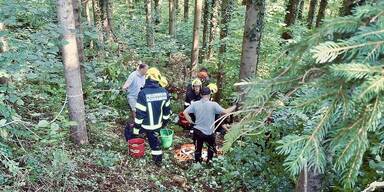Hunde trieben Tinker-Wallach Maxi in den Tod