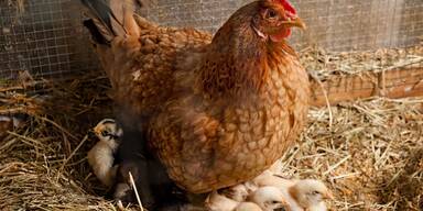 Huhn mit Kücken 