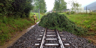 Pinzgauer Lokalbahn Baum