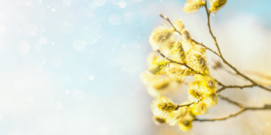 Pollen_Header.png